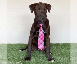 Jax - Male Chocolate Labrador retriever-Weimaraner Mix Dog for Adoption - Photo #2