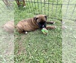 Small Photo #10 Boxer Puppy For Sale in COWETA, OK, USA
