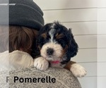 Small #5 Bernedoodle