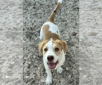 Small Photo #2 American Staffordshire Terrier-Mastiff Mix Puppy For Sale in Princeton, MN, USA