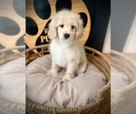 Small #3 Cockapoo (Toy)