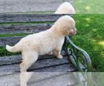 Small Photo #12 Goldendoodle Puppy For Sale in LEON, KS, USA