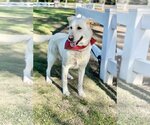 Small #6 Labrador Retriever Mix