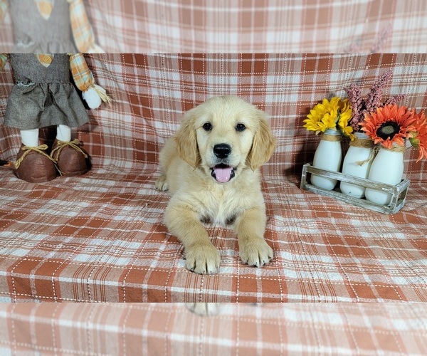 Medium Photo #1 Golden Retriever Puppy For Sale in FALCON, CO, USA