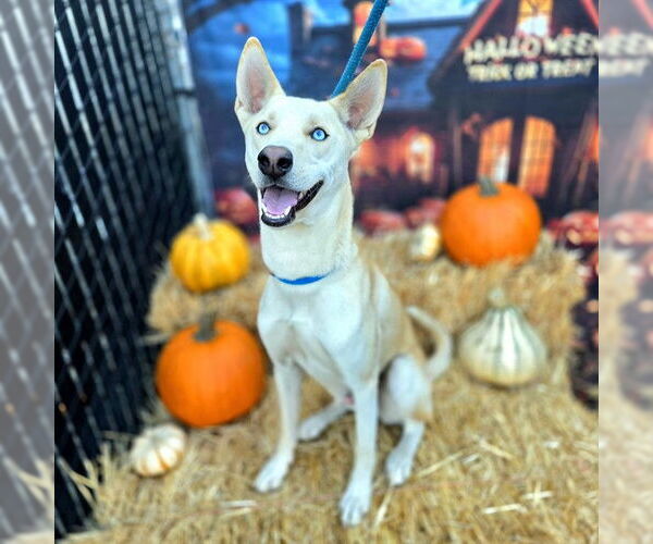 Medium Photo #3 Siberian Husky Puppy For Sale in Long Beach, CA, USA