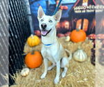 Small #2 Siberian Husky