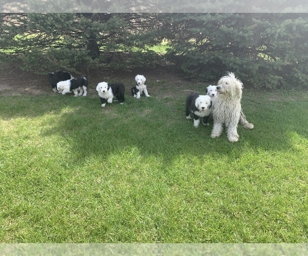 Medium Photo #3 Old English Sheepdog Puppy For Sale in LUCERNE, IN, USA