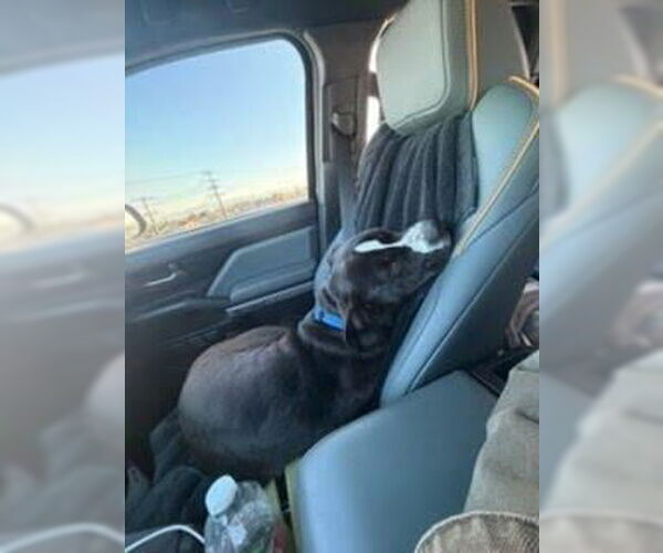 Medium Photo #24 American Staffordshire Terrier-Unknown Mix Puppy For Sale in Lake Forest, CA, USA