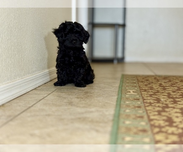 Medium Photo #2 Poovanese Puppy For Sale in TUCSON, AZ, USA