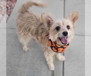 Chion Dogs for adoption in Phoenix, AZ, USA
