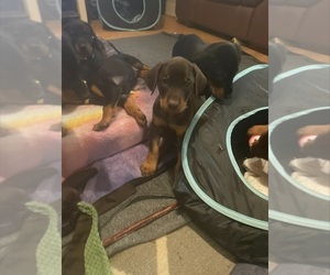 Doberman Pinscher Litter for sale in SPRINGFIELD, IL, USA