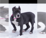 Small Photo #3 American Bully Puppy For Sale in BUFFALO, NY, USA