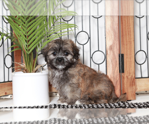 Zuchon Puppy for sale in NAPLES, FL, USA