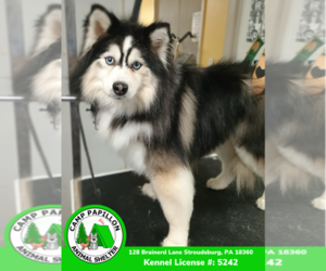 Pomsky Dogs for adoption in Stroudsburg, PA, USA