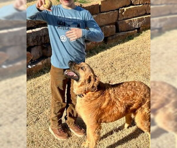 Medium Photo #8 Retriever -Unknown Mix Puppy For Sale in Winter Park, CO, USA