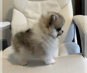 Pomeranian Litter for sale in LOGANVILLE, GA, USA