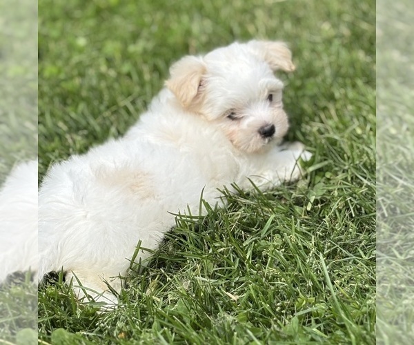 Medium Photo #6 Maltese Puppy For Sale in ROCK STREAM, NY, USA