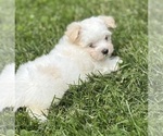 Small #5 Maltese