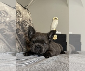 French Bulldog Puppy for sale in LAS VEGAS, NV, USA