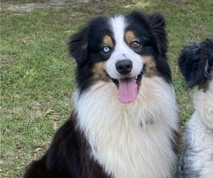 Father of the Australian Shepherd puppies born on 08/18/2025