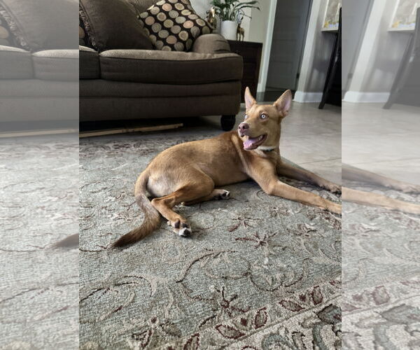 Medium Photo #6 Australian Kelpie-Unknown Mix Puppy For Sale in Valrico, FL, USA