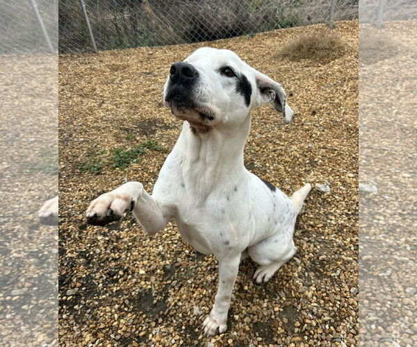 Medium Photo #2 American Bulldog-Pointer Mix Puppy For Sale in Anniston, AL, USA