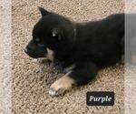 Small Photo #5 Shiba Inu Puppy For Sale in BERESFORD, SD, USA