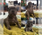 Small #10 French Bulldog