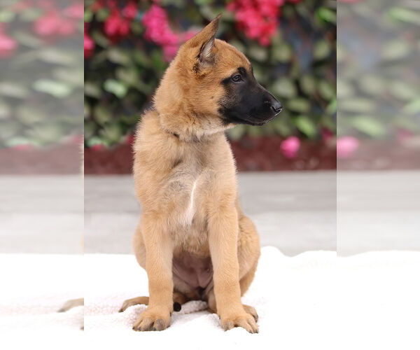 Medium Photo #9 German Shepherd Dog Puppy For Sale in Seattle, WA, USA