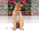 Small #8 German Shepherd Dog