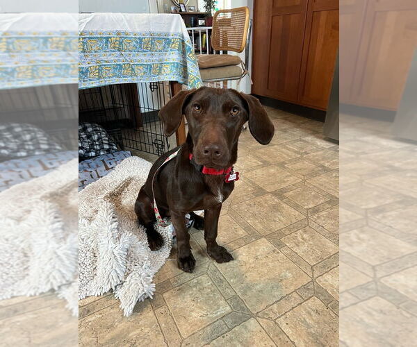 Medium Photo #10 Unknown-Weimaraner Mix Puppy For Sale in Boston, MA, USA