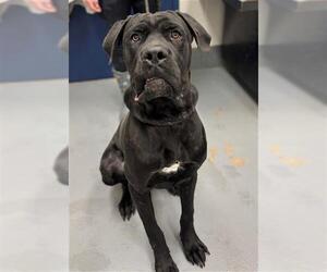 Mutt Dogs for adoption in Peoria, IL, USA