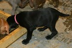 Small Photo #12 Vizsla-Weimaraner Mix Puppy For Sale in MILLBROOK, AL, USA