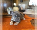 Puppy Rock Hudson French Bulldog