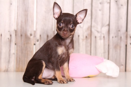 Medium Photo #1 Chihuahua Puppy For Sale in MOUNT VERNON, OH, USA
