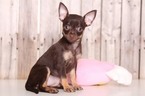 Small Photo #1 Chihuahua Puppy For Sale in MOUNT VERNON, OH, USA
