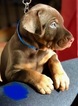 Small Photo #4 Doberman Pinscher Puppy For Sale in CHICAGO, IL, USA
