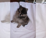 Small Photo #2 Pomeranian Puppy For Sale in DINWIDDIE, VA, USA