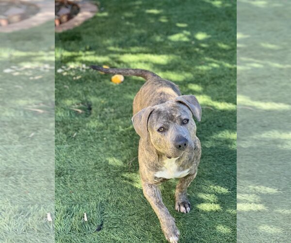 Medium Photo #4 American Pit Bull Terrier-Dachshund Mix Puppy For Sale in Dana Point, CA, USA