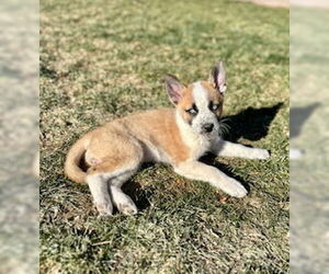 Gerberian Shepsky Dogs for adoption in Fort Collins, CO, USA