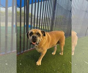 Tator - Male Bulldog-Unknown Mix Dog for Adoption - Photo #5