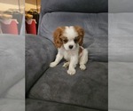 Small Photo #15 Cavalier King Charles Spaniel Puppy For Sale in SAINT PETERSBURG, FL, USA