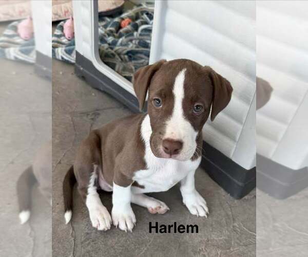 Medium Photo #1 American Pit Bull Terrier-American Staffordshire Terrier Mix Puppy For Sale in Cave Creek, AZ, USA
