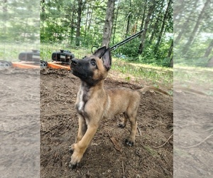 Belgian Malinois Puppy for sale in KALKASKA, MI, USA