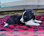 Small Photo #186 Border Collie Puppy For Sale in NORBORNE, MO, USA