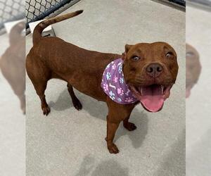 American Pit Bull Terrier-Unknown Mix Dogs for adoption in Tulsa, OK, USA