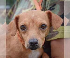 Chiweenie Dogs for adoption in Huntley, IL, USA