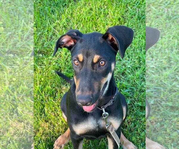Medium Photo #3 Doberman Pinscher-German Shepherd Dog Mix Puppy For Sale in Aurora, OH, USA