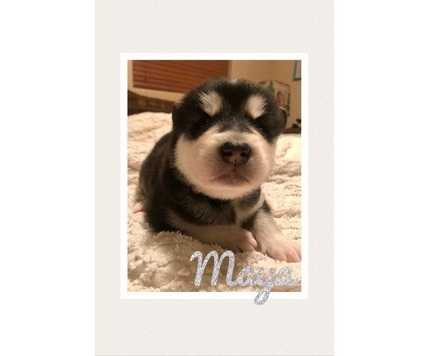 Medium Photo #1 Alaskan Malamute Puppy For Sale in IGNACIO, CO, USA