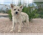 Small #3 Mutt